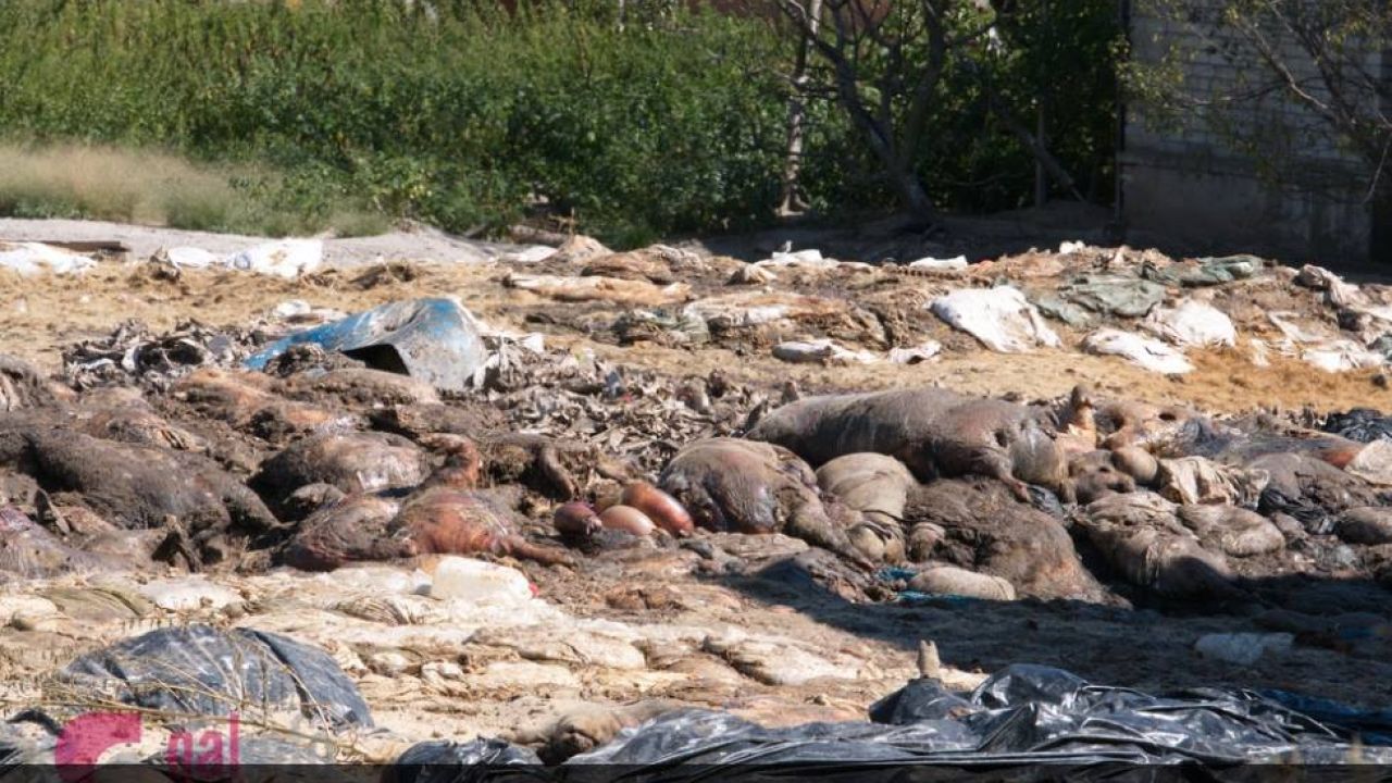 Фото до новини