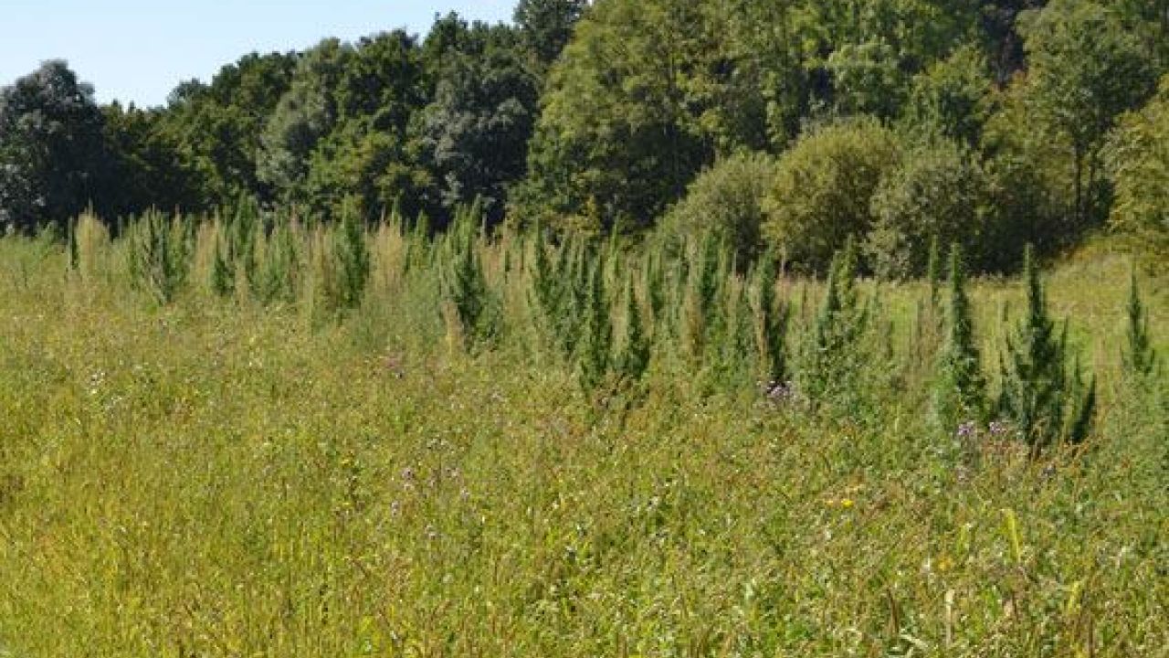 Фото до новини