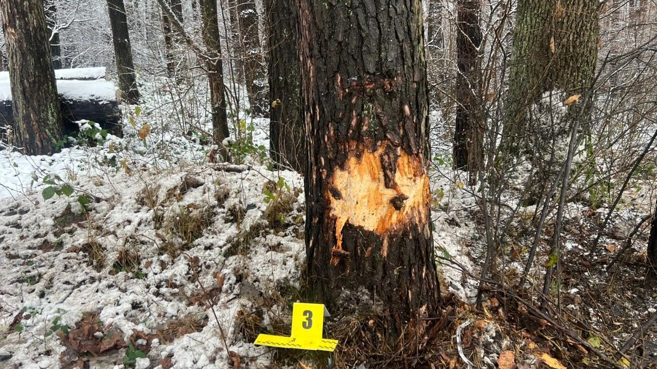 Фото до новини