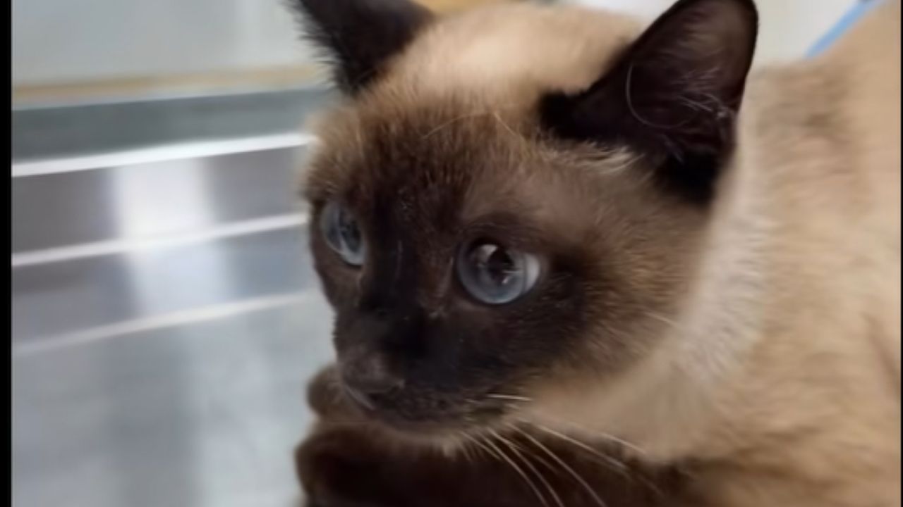 Фото до новини