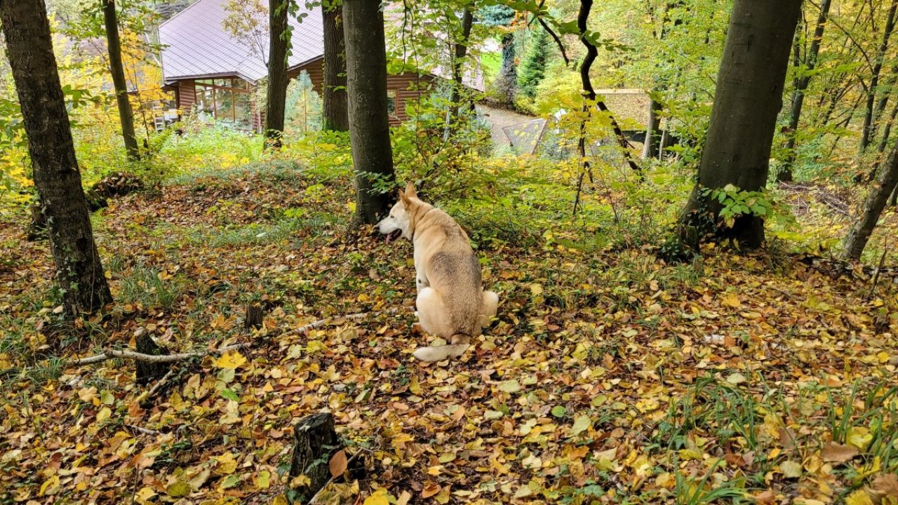 Фото до новини