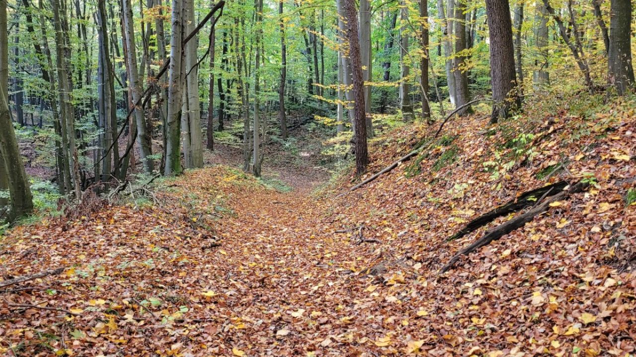 Фото до новини