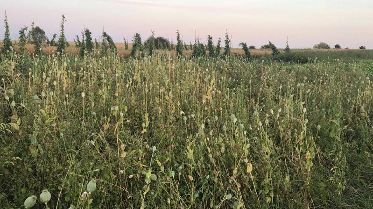 Фото до новини