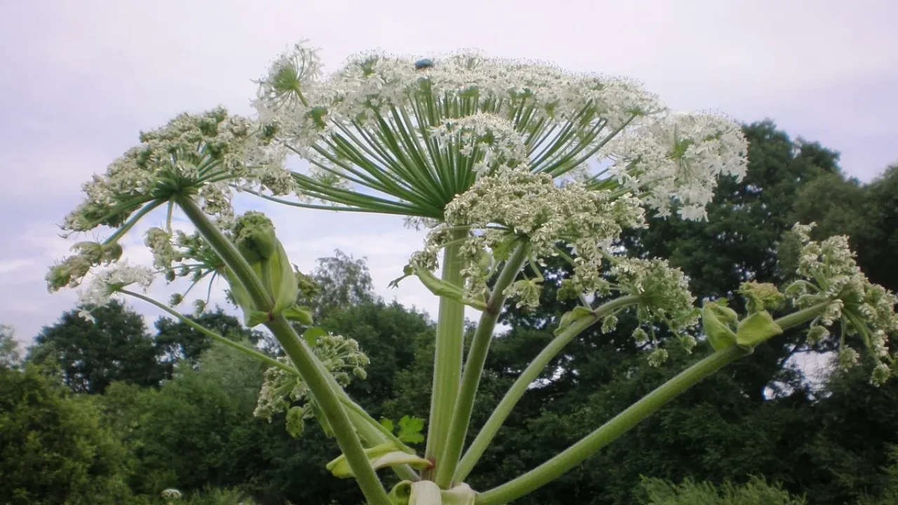 Фото до новини