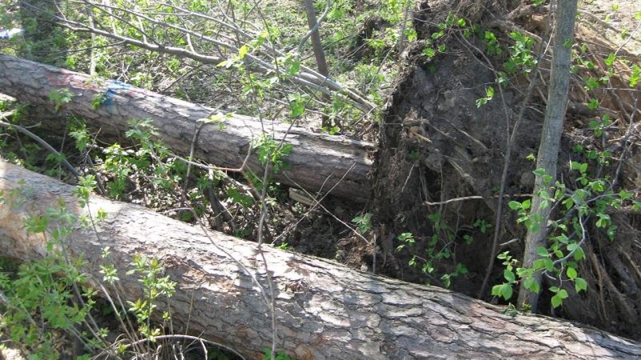 Фото до новини