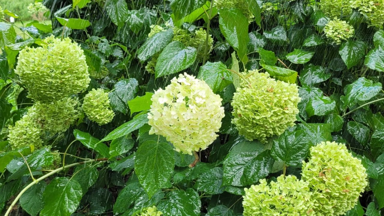 Фото до новини