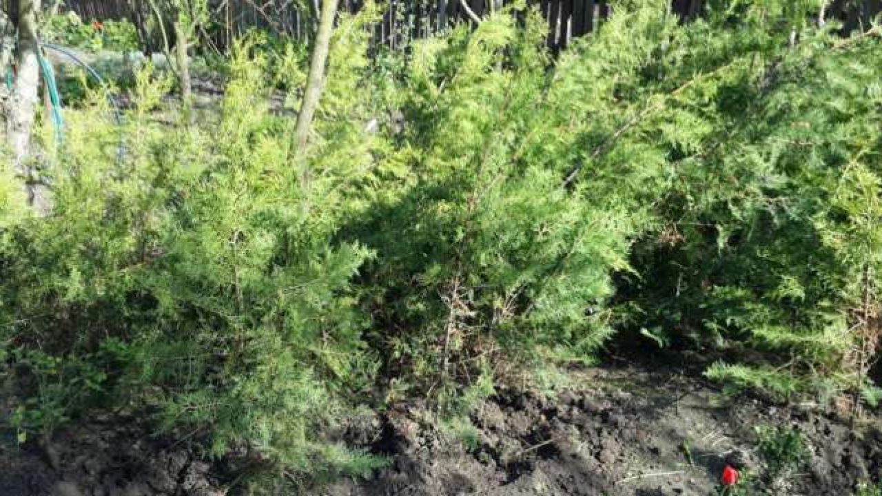 Фото до новини