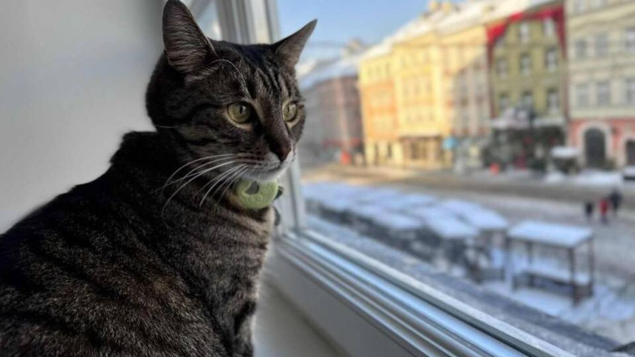 Фото до новини