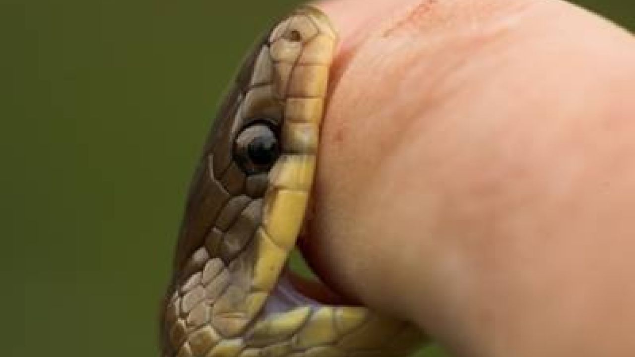 Фото до новини