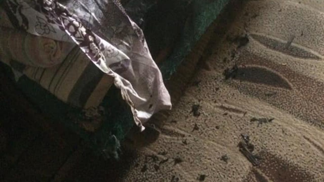 Фото до новини