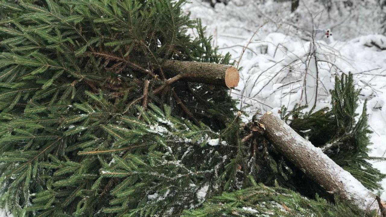 Фото до новини