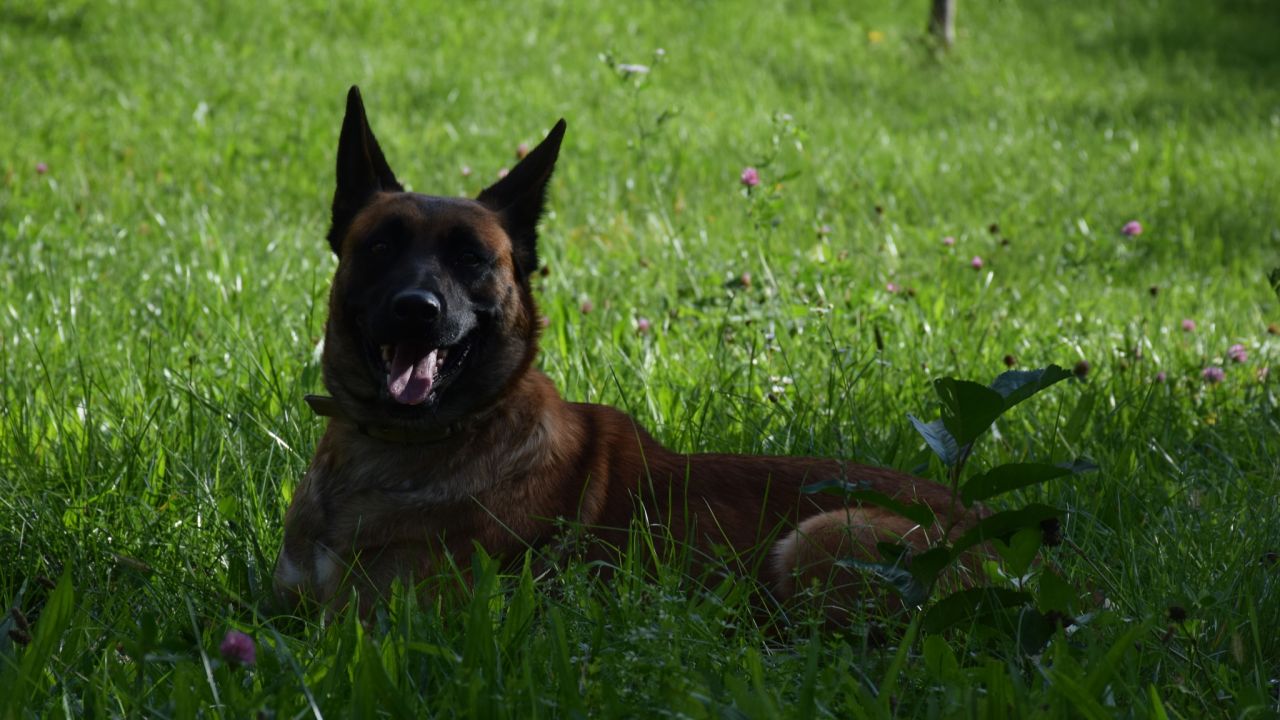 Фото до новини