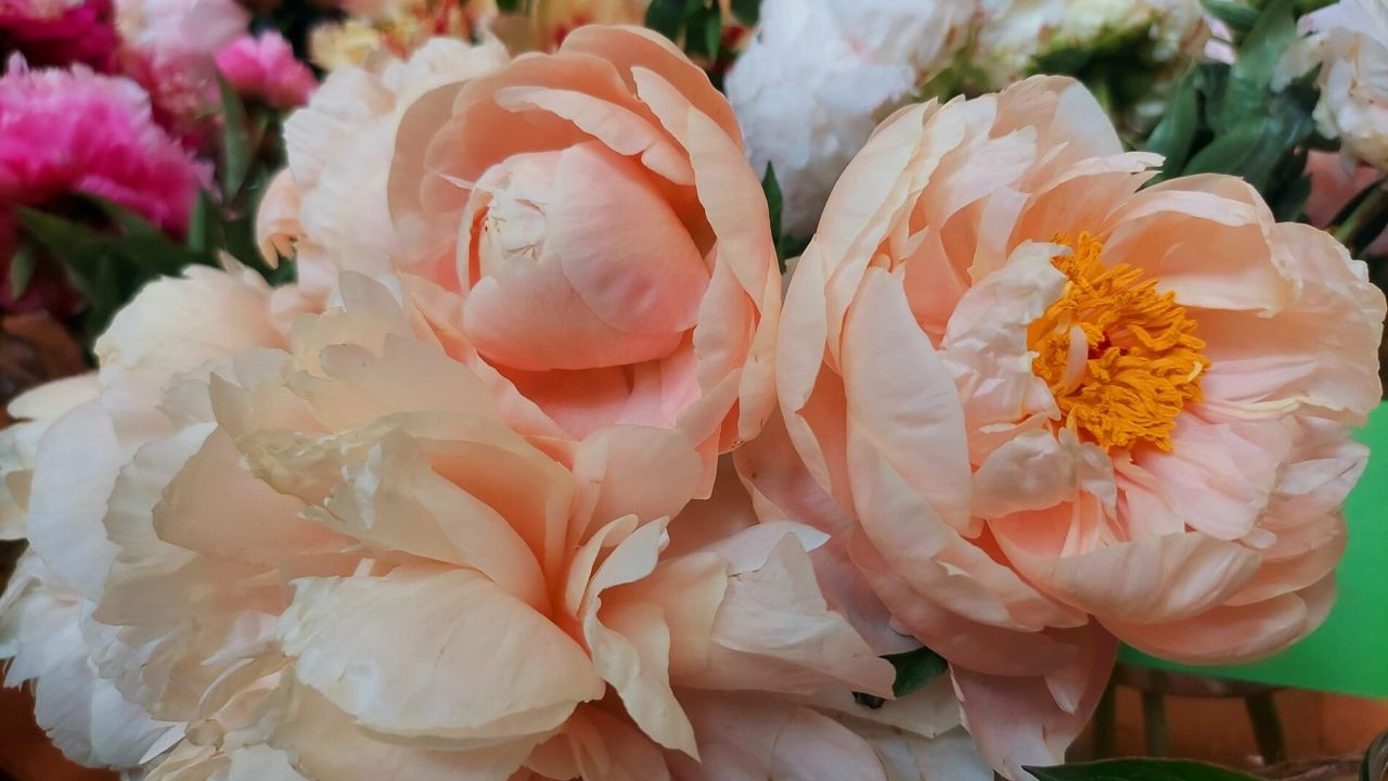 Фото до новини