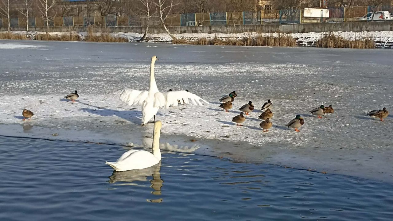Фото до новини