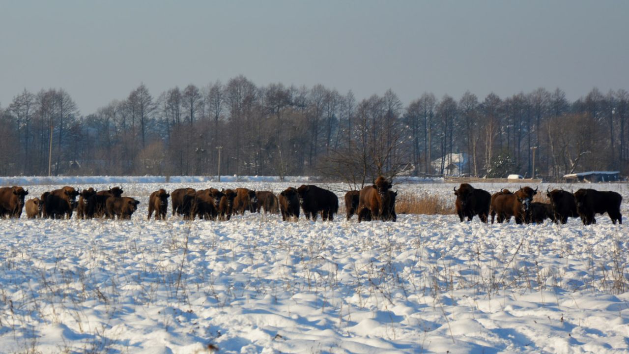 Фото до новини