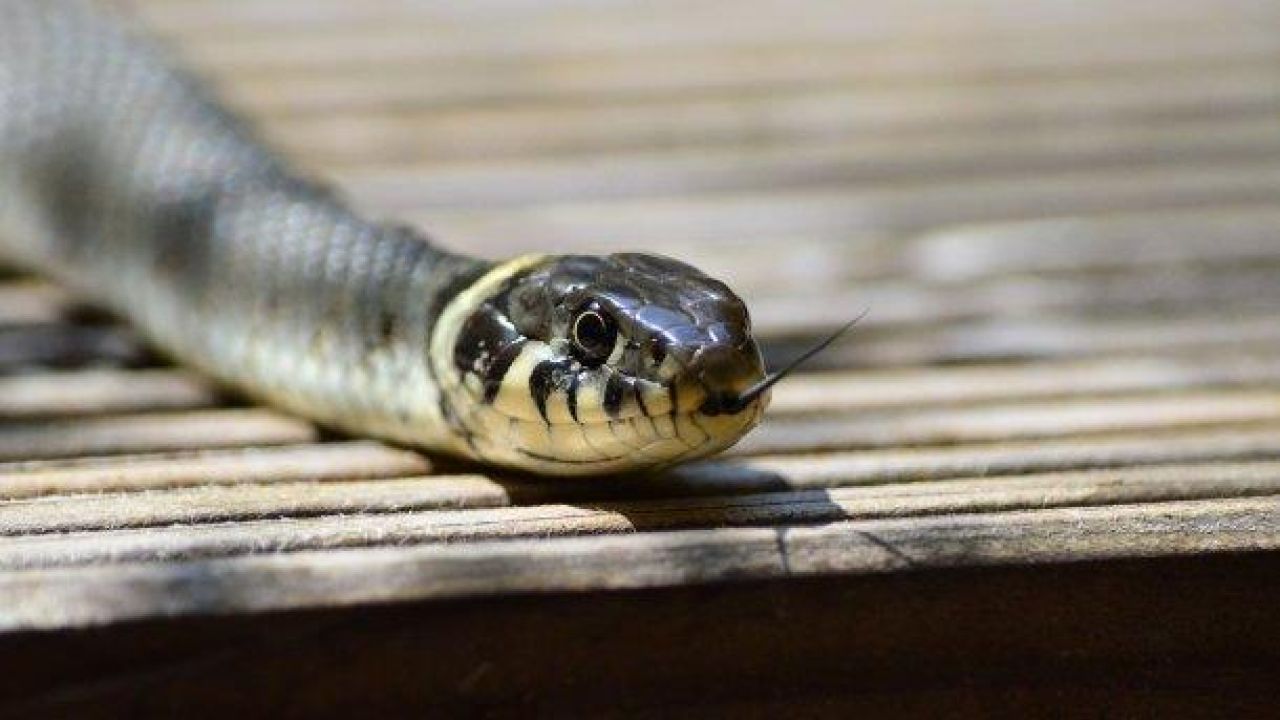 Фото до новини