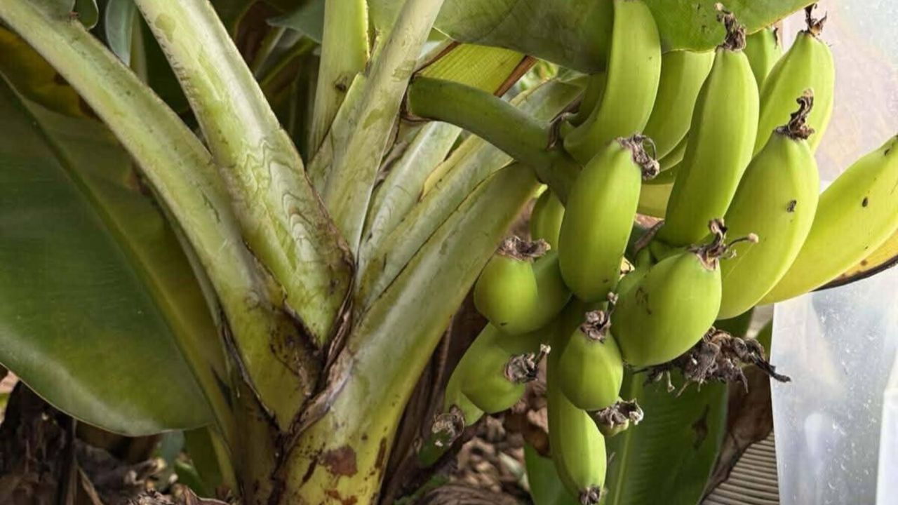 Фото до новини