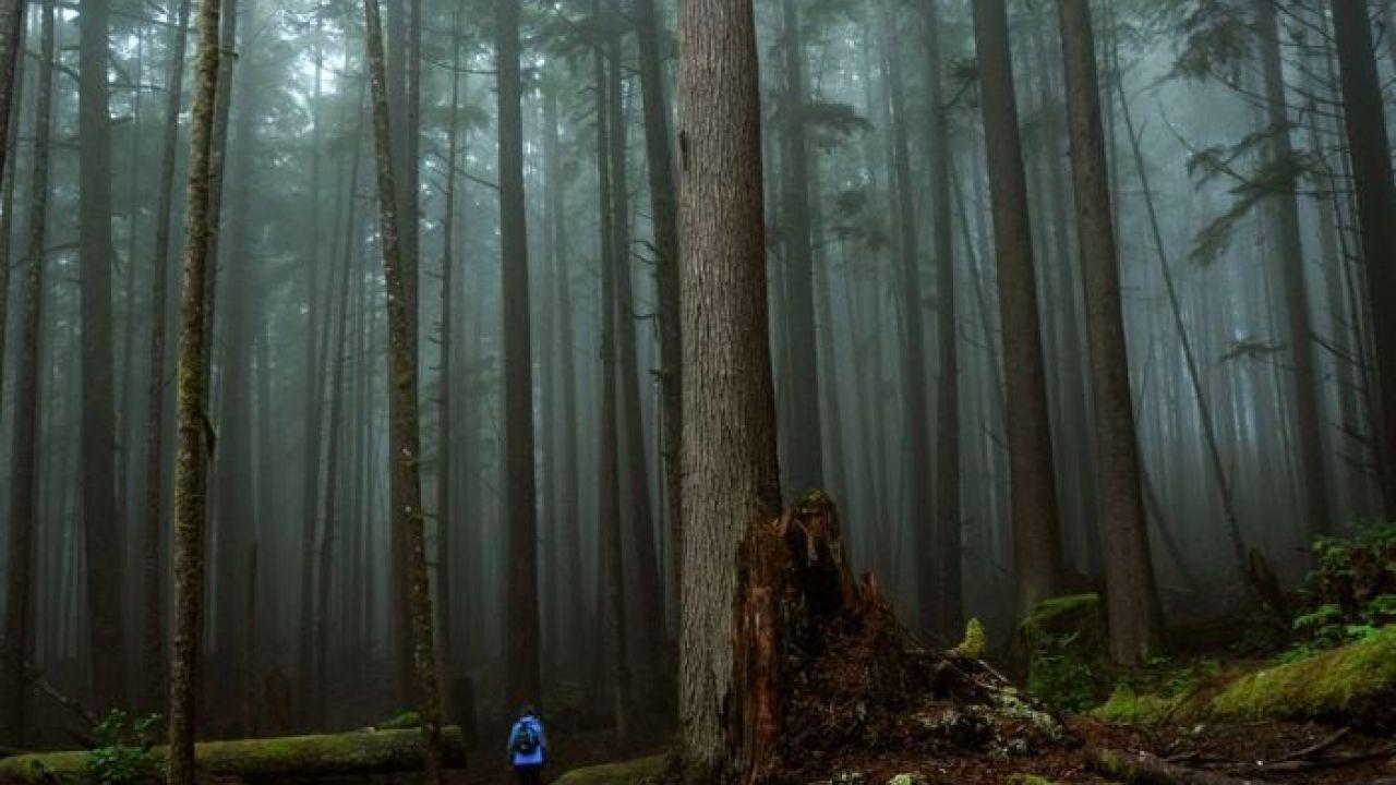 Фото до новини