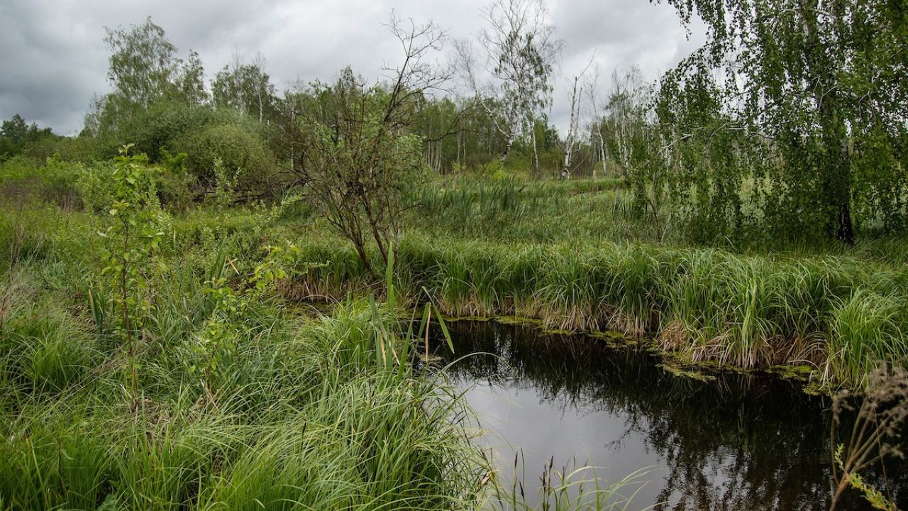 Фото до новини