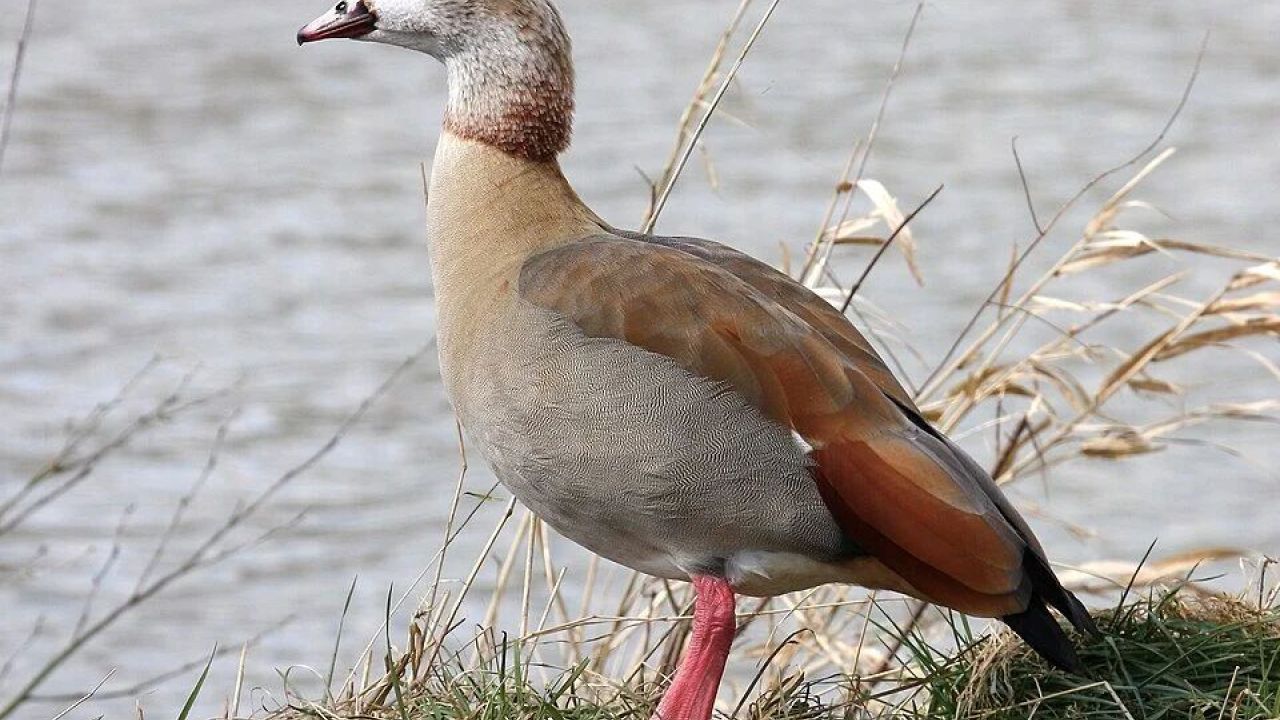 Фото до новини