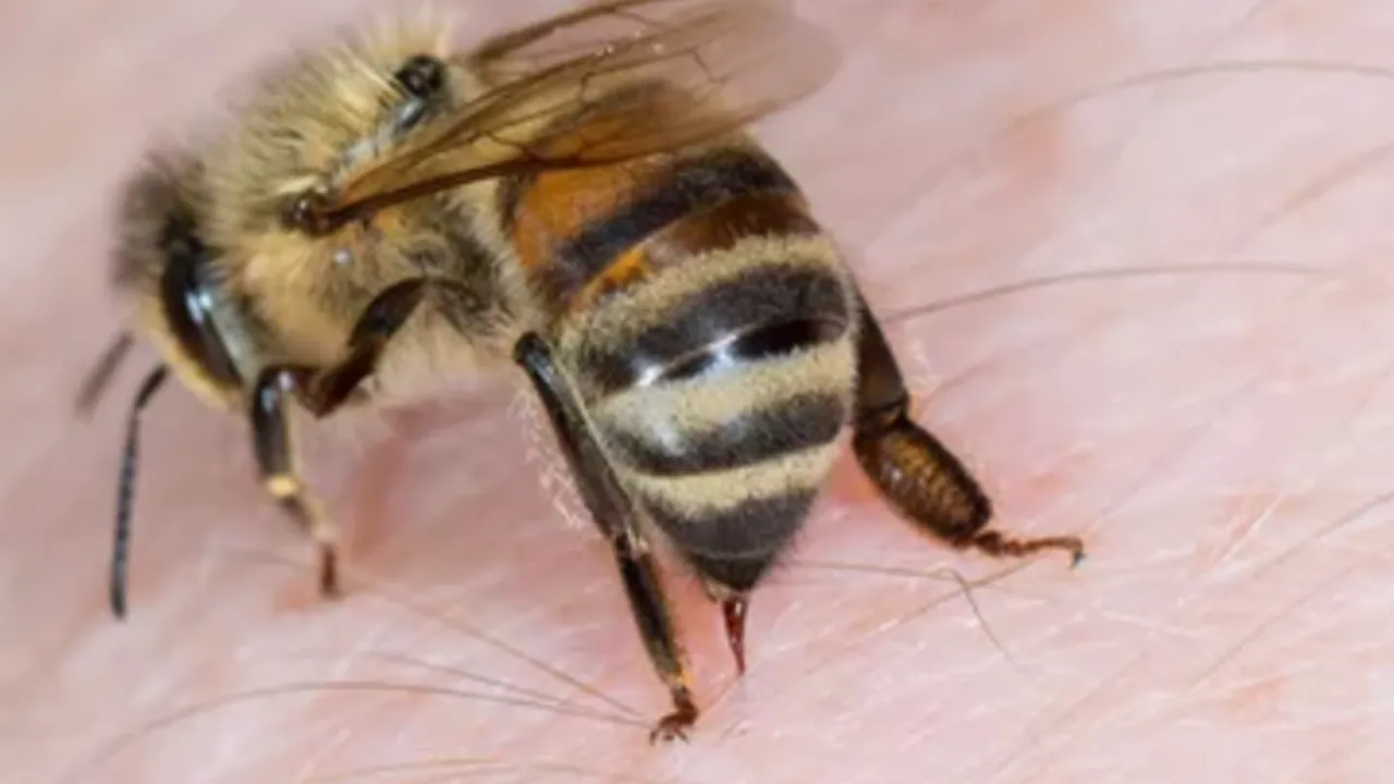 Фото до новини