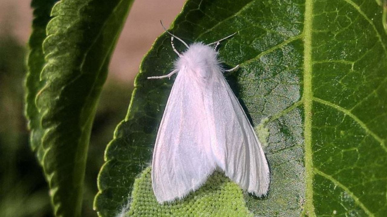 Фото до новини