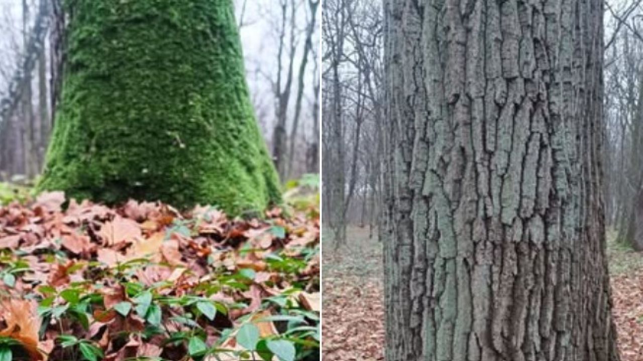 Фото до новини