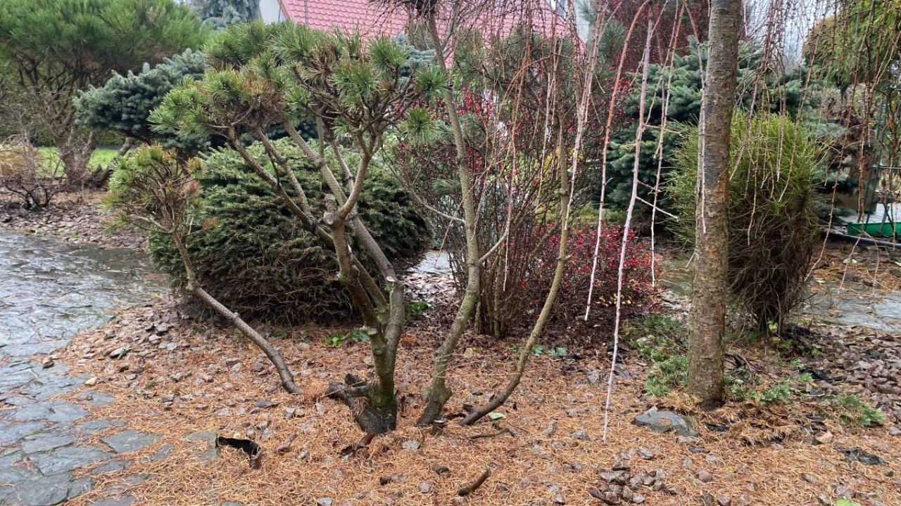 Фото до новини