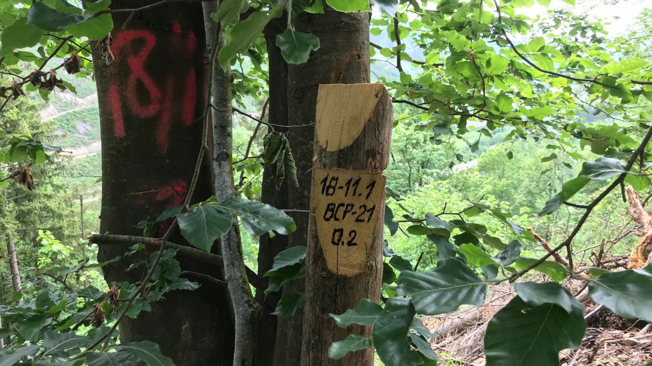Стовпець на межі ділянок у Славському лісгоспі, де проводили рубки