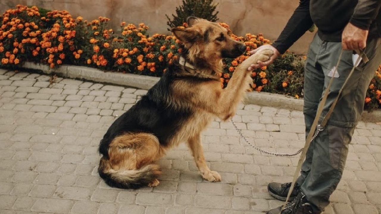 Фото до новини