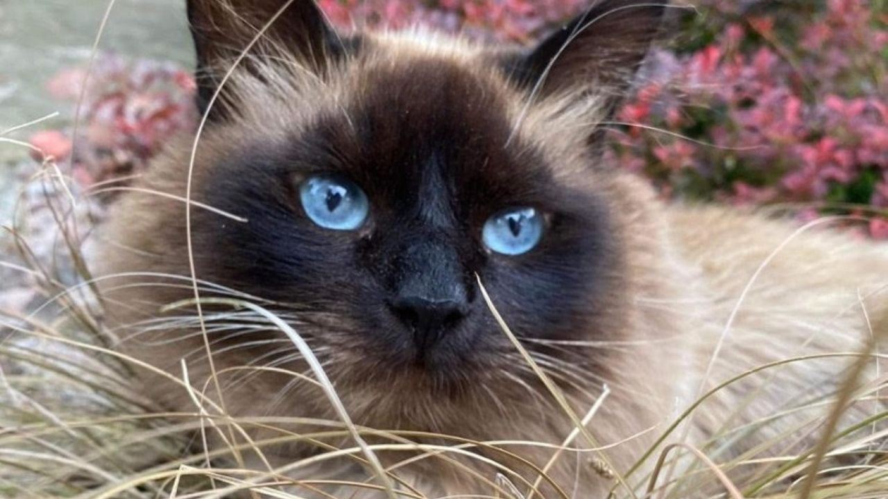 Фото до новини