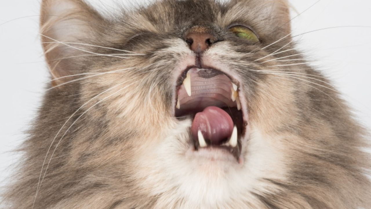 Фото до новини