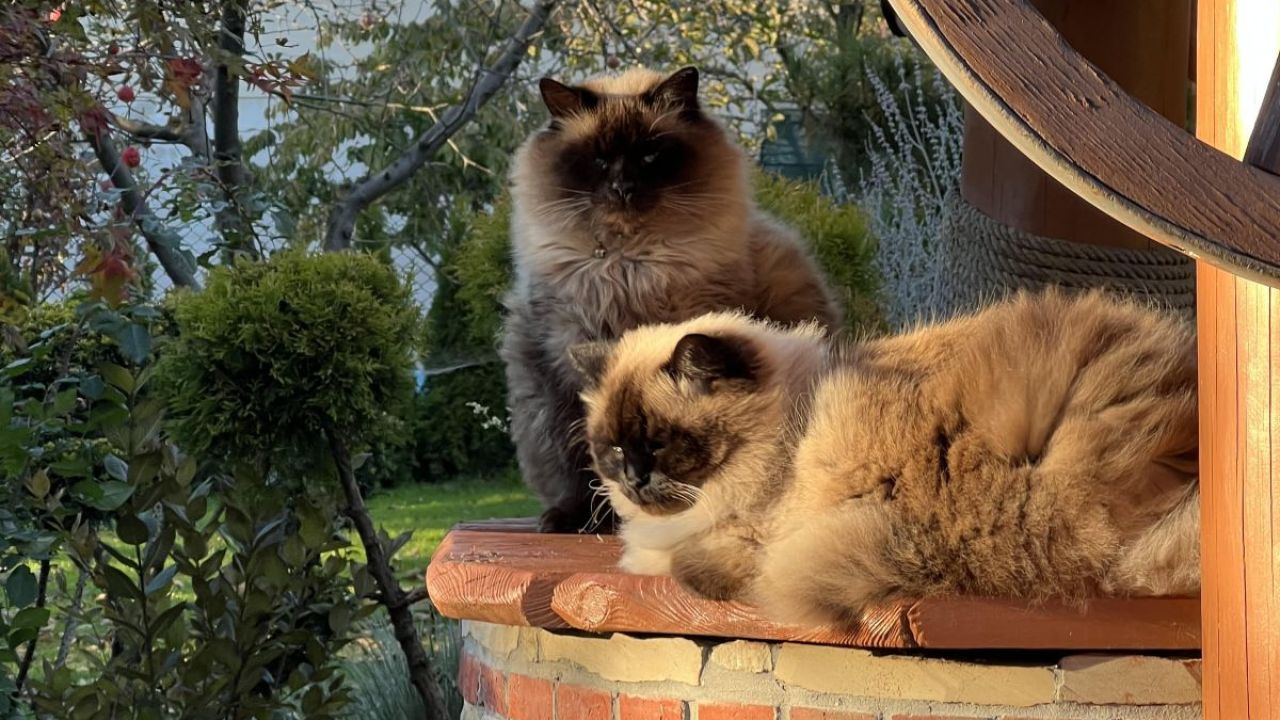 Фото до новини