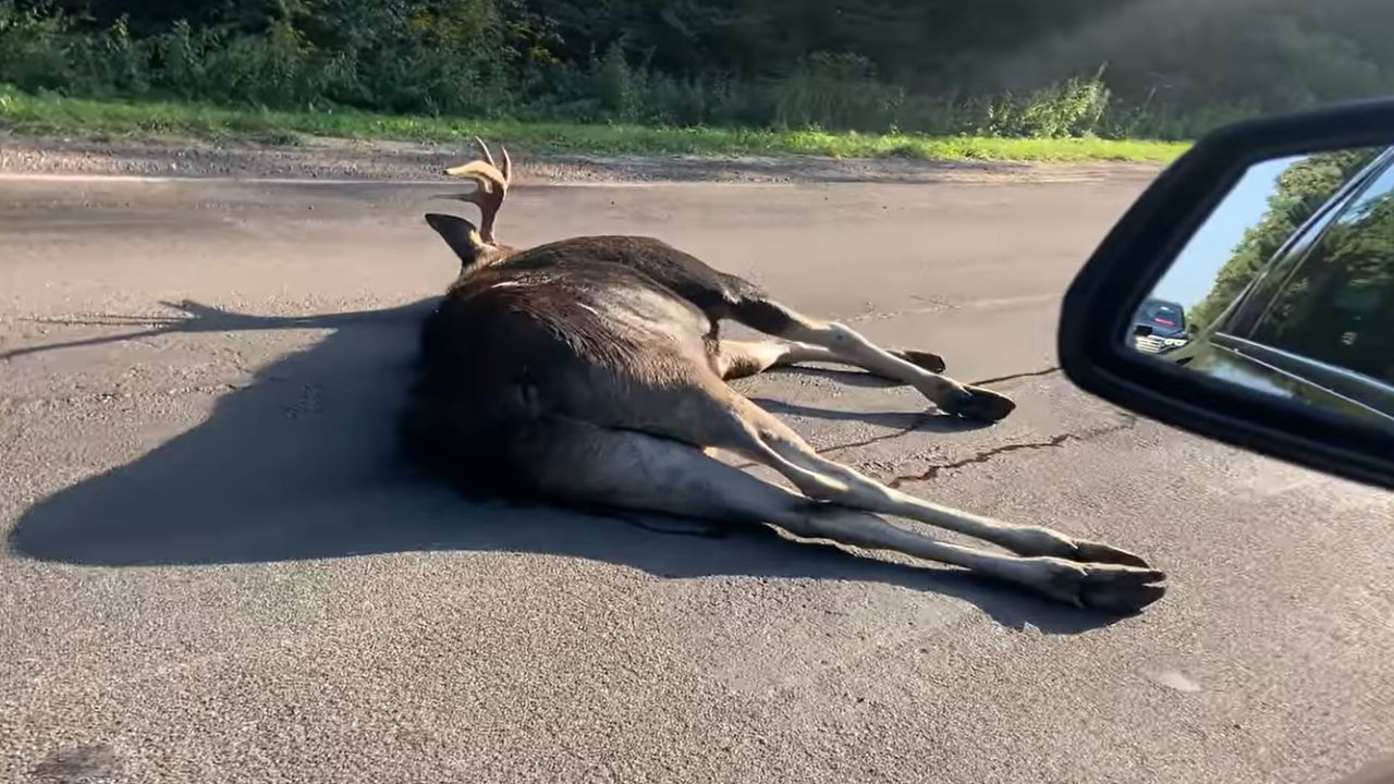 Фото до новини