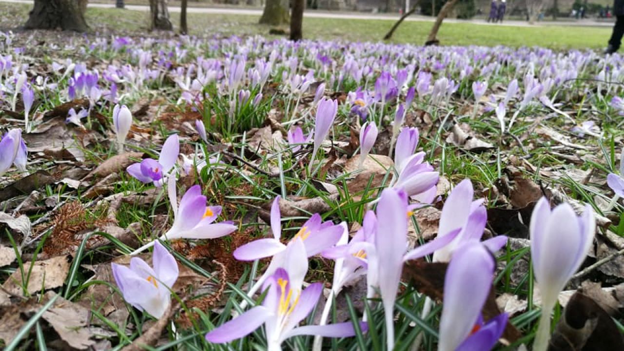 Фото до новини