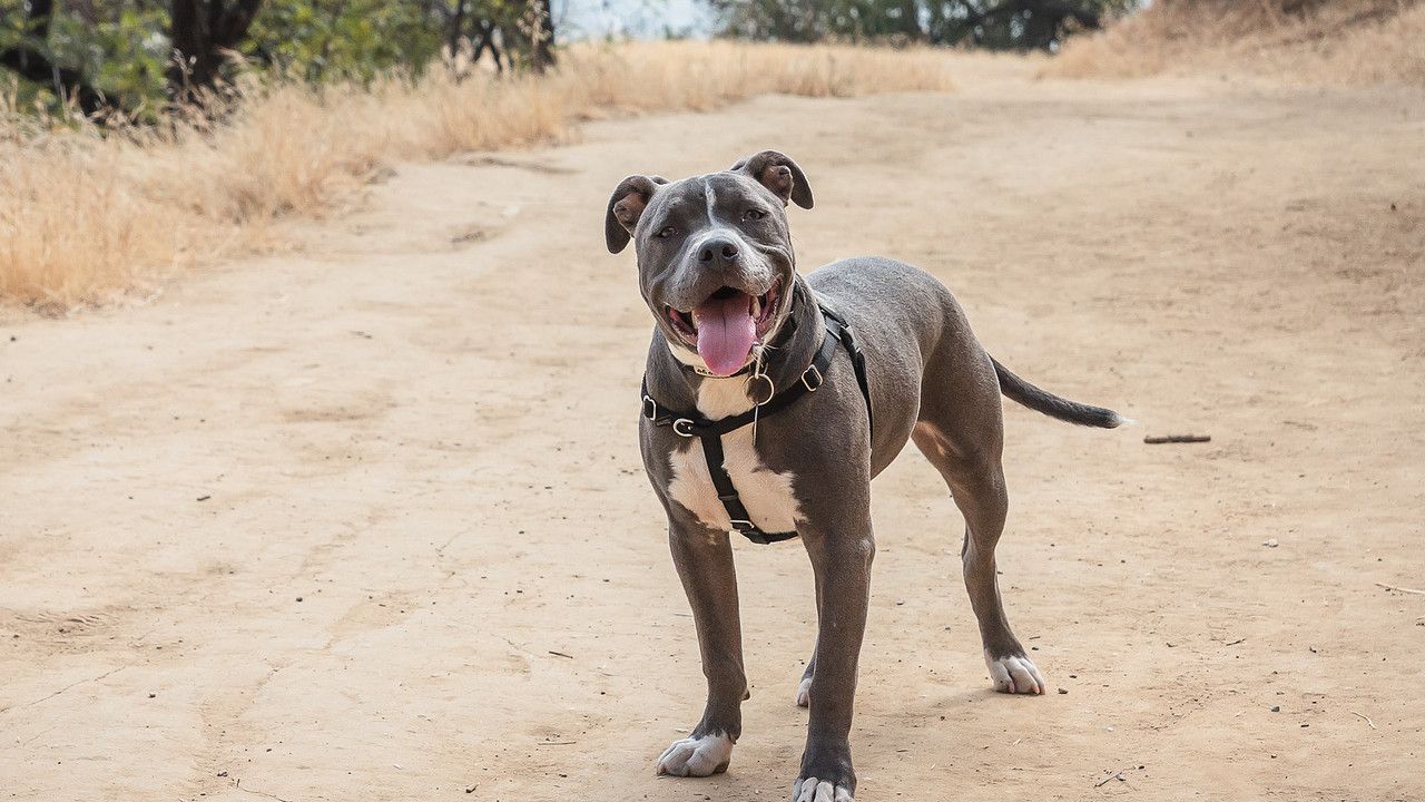 Фото до новини