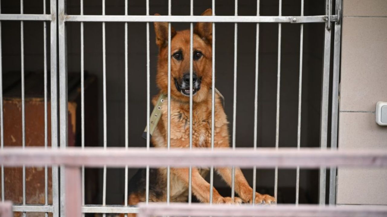 Фото до новини