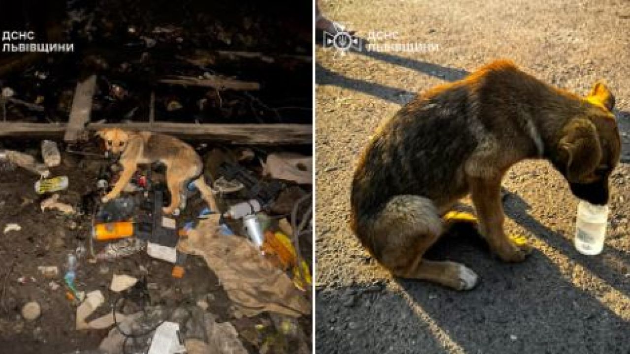 Фото до новини