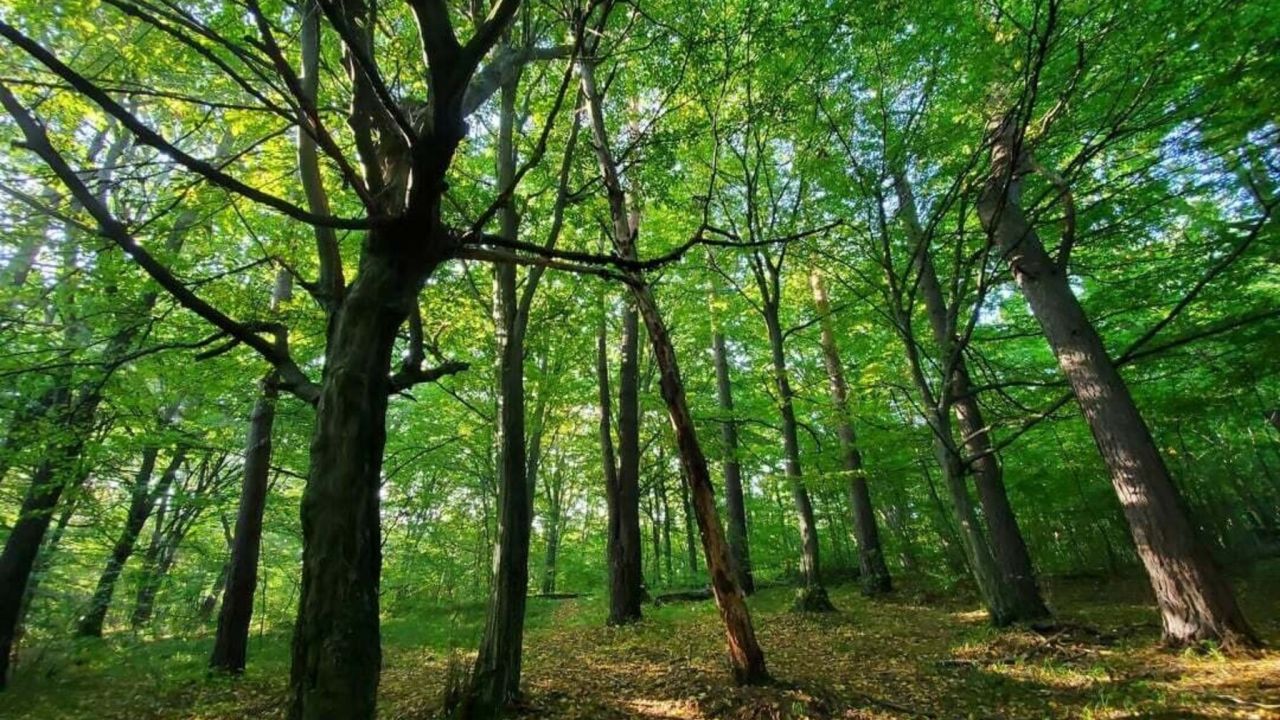 Фото до новини