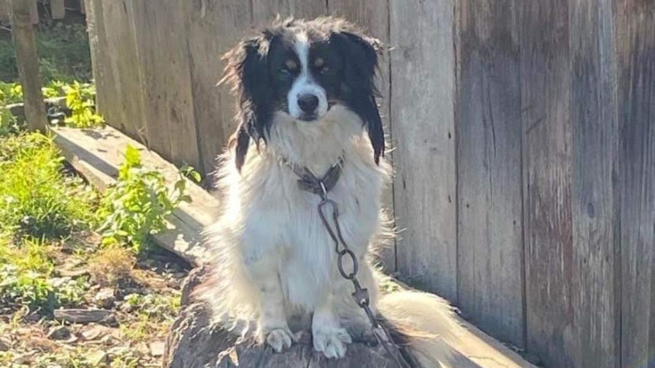 Фото до новини