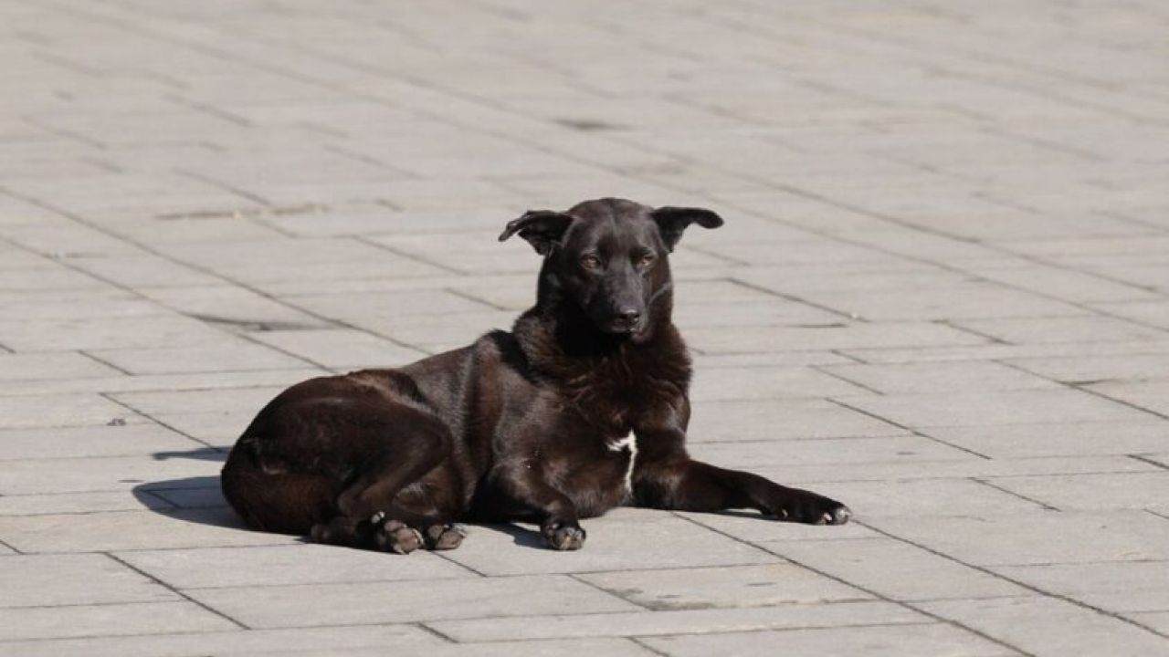 Фото до новини