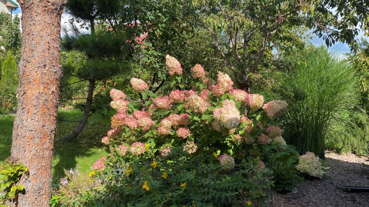 Фото до новини