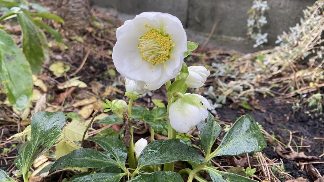 Фото до новини