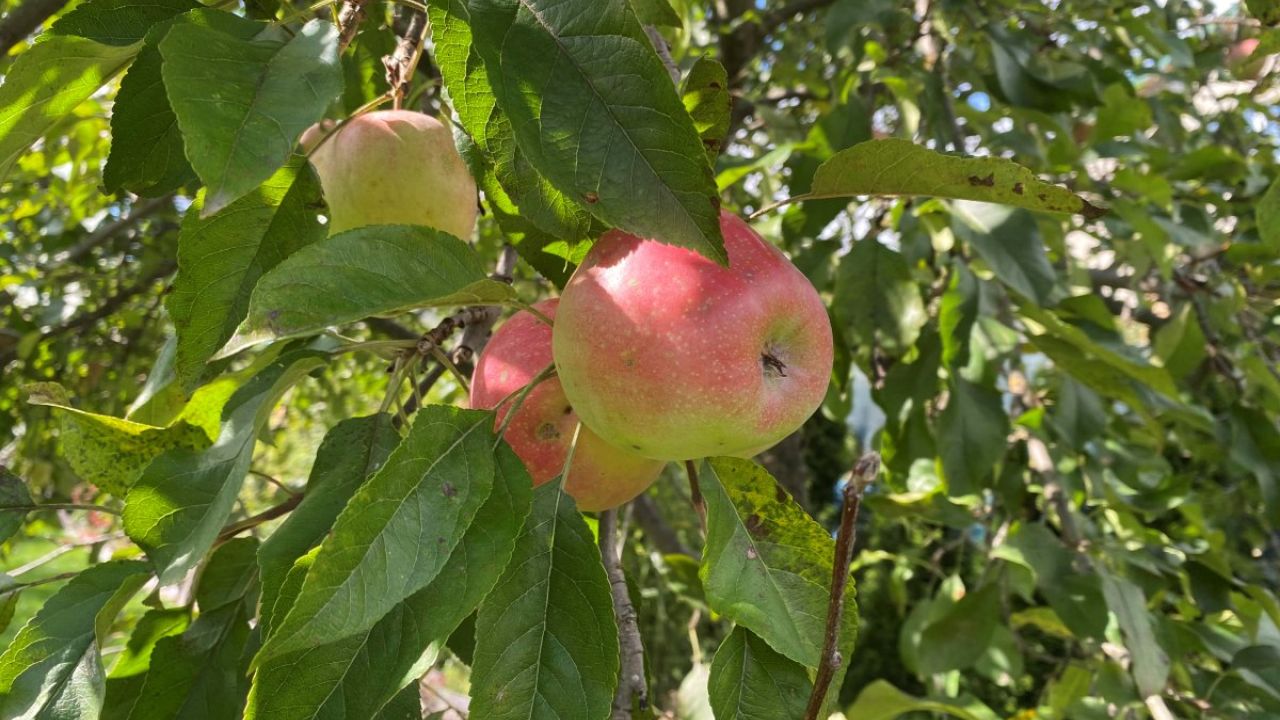 Фото до новини