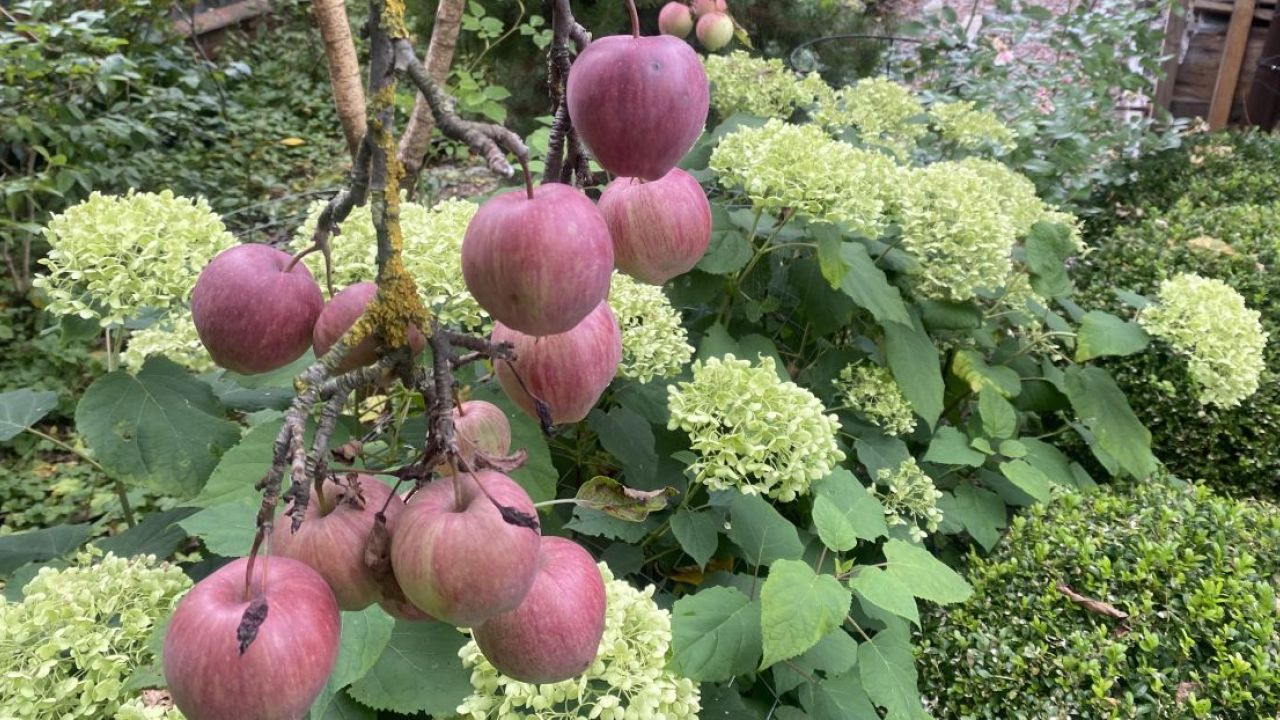 Фото до новини