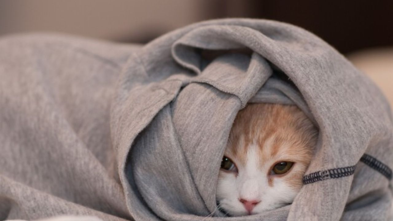 Фото до новини