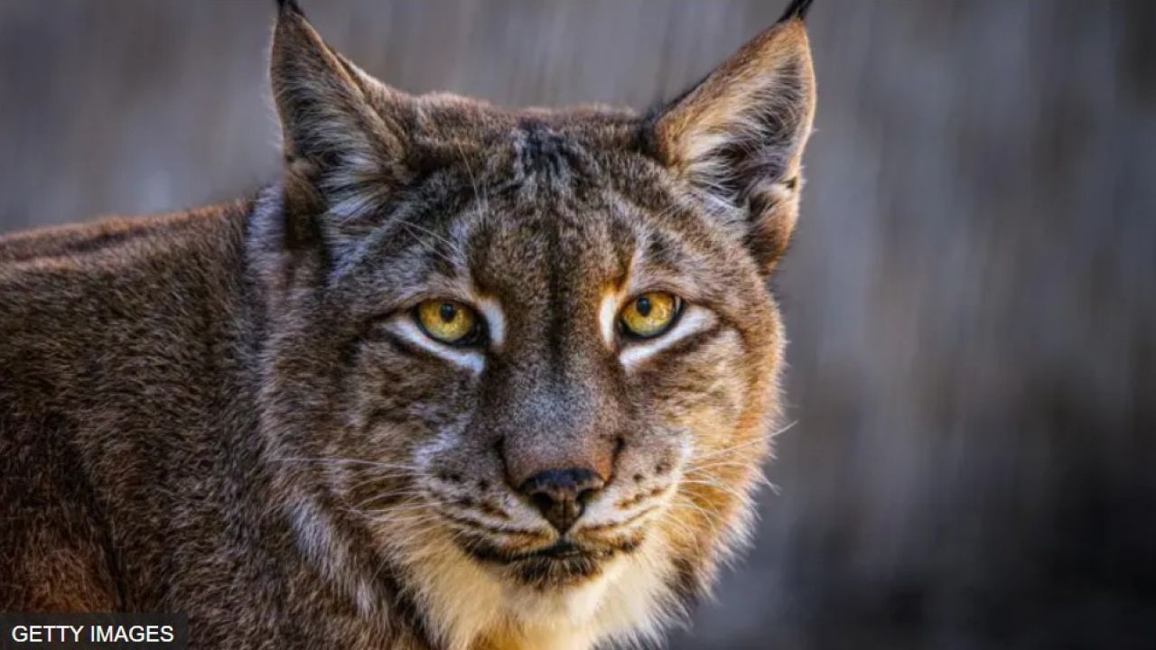 Фото до новини