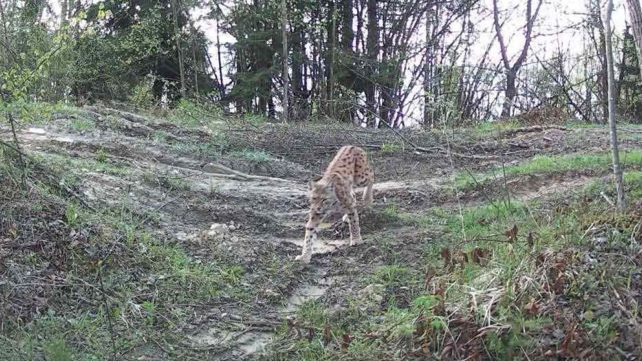 Фото до новини