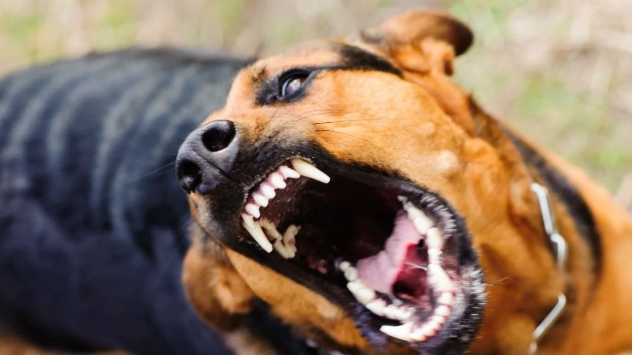 Фото до новини