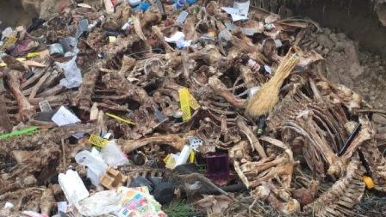 Фото до новини